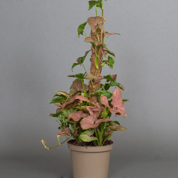 Syngonium Infra-Red 65cm Moss Pole 5L pot