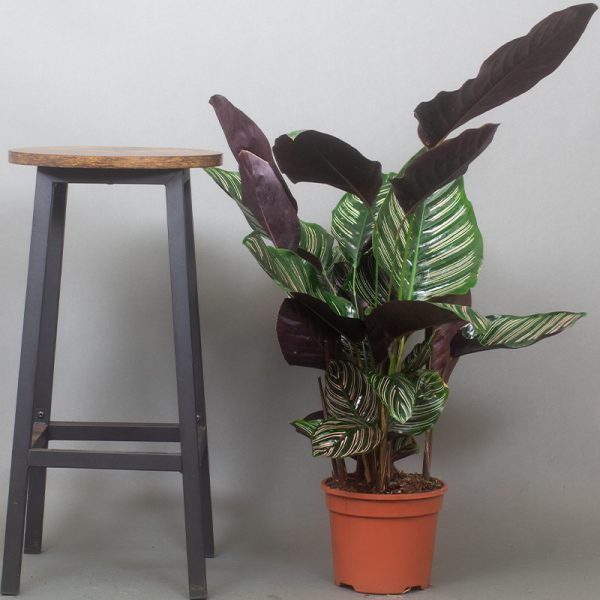 Calathea Ornata 3 Litre pot