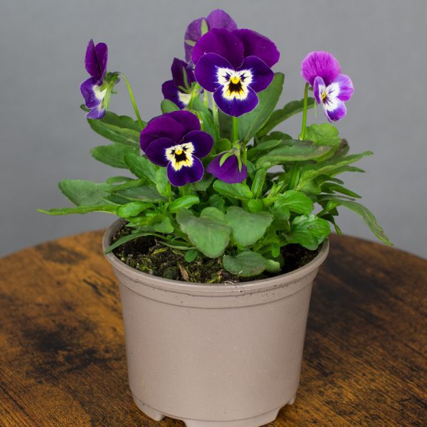Viola Deep Marina 10.5cm pot