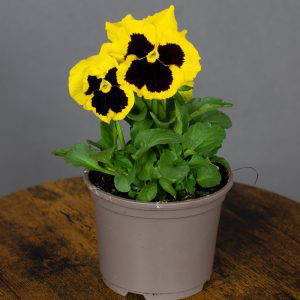 Pansy Yellow Blotch 10.5cm pot