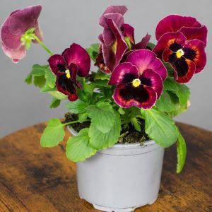 Pansy Red Blotch 10.5cm pot