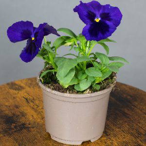 Pansy Deep Blue Blotch 10.5cm pot