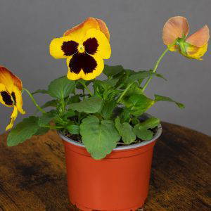 Pansy Jumbo Fire 10.5cm pot