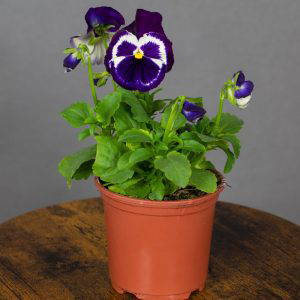 Pansy White Violet Wing 10.5cm pot
