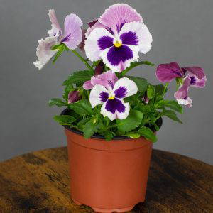 Pansy Pink Surprise Blotch 10.5cm pot
