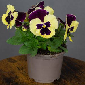 Pansy Light Yellow Red Wing 10.5cm pot