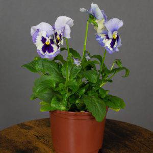 Pansy Marina Shades 10.5cm pot