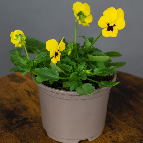 Viola Yellow Blotch 10.5cm pot