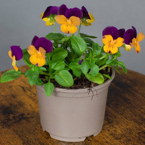 Viola Orange Jump Up 10.5cm pot