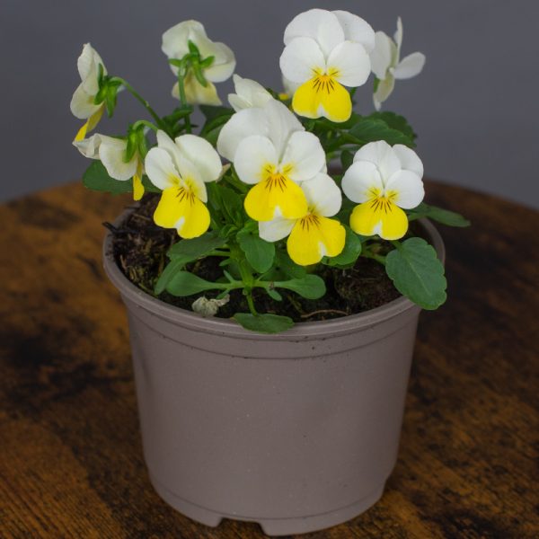 Viola Banana Cream 10.5cm pot