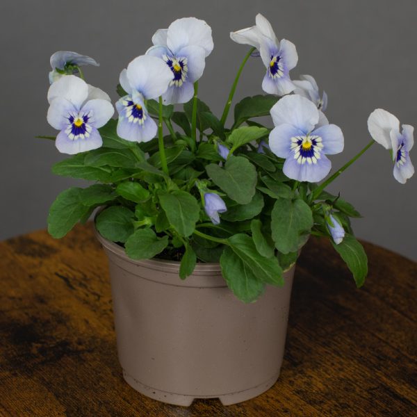 Viola Marina 10.5cm pot