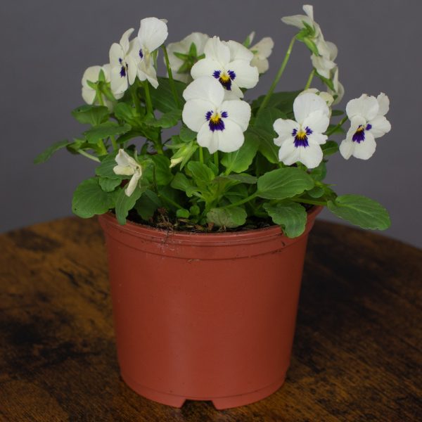 Viola White Blotch 10.5cm pot