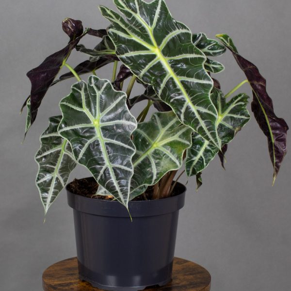 Alocasia Amazonica 5L pot