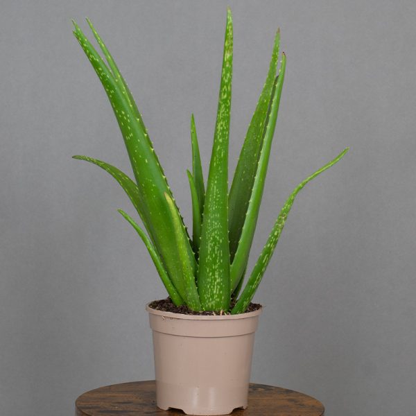 Aloe Vera 15cm pot