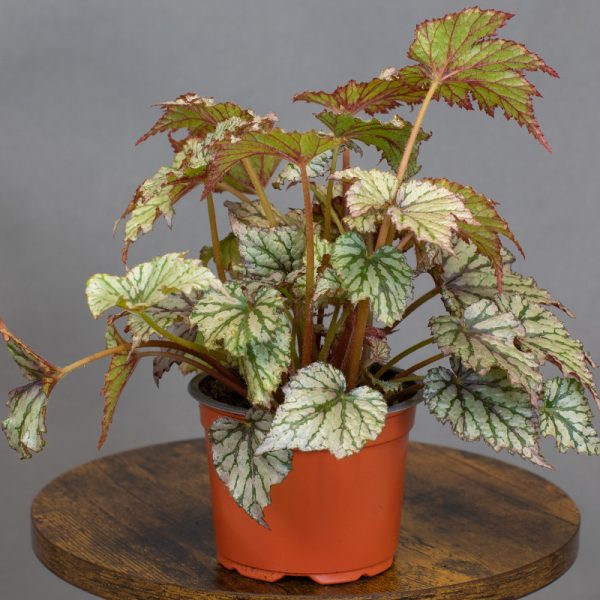 Begonia Rex Maia 13cm pot