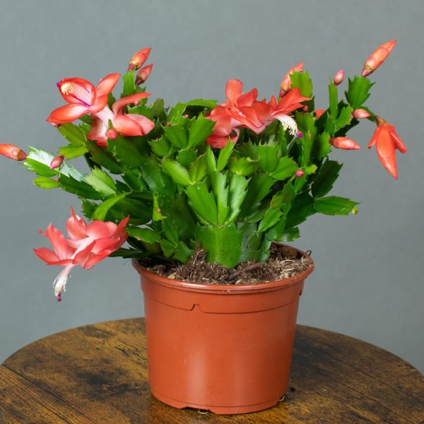 Schlumbergera Caribbean Dancer Red 13cm pot