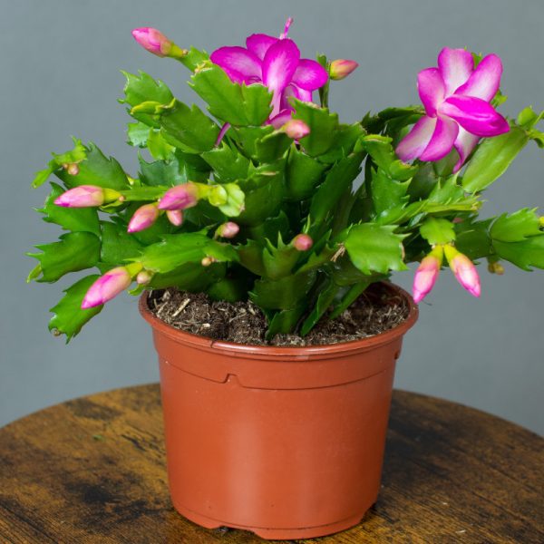 Schlumbergera Exotic Dancer Pink 13cm pot
