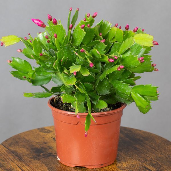 Schlumbergera Purple Dancer 13cm pot