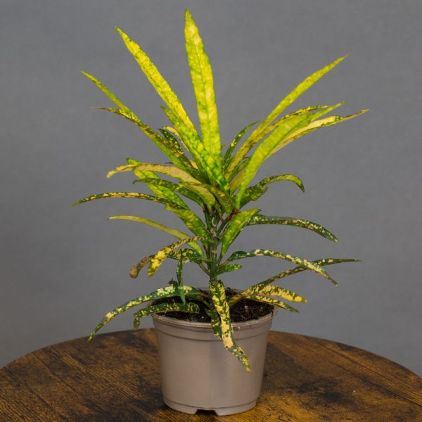 Croton Sunny Star 9cm pot