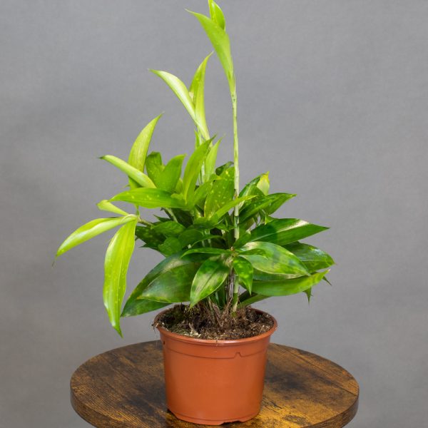Dracaena Surculosa 13cm pot