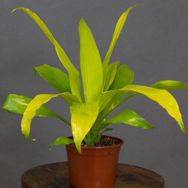 Dracaena Deremensis Lime Light 13cm pot