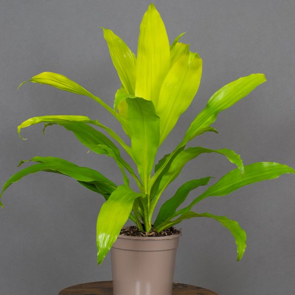 Dracaena Deremensis Lime Light 15cm pot