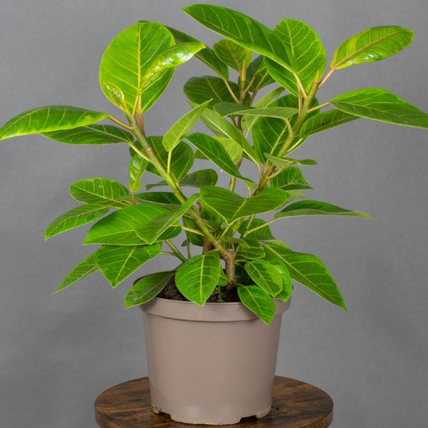 Ficus Altissima 4L pot
