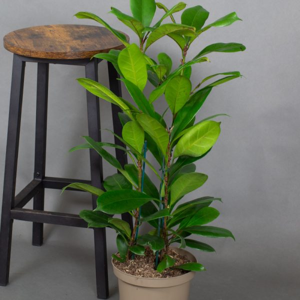 Ficus Cyathispula 4L pot