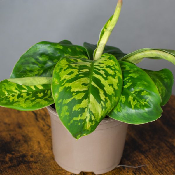Homalomena Camouflage 9cm pot