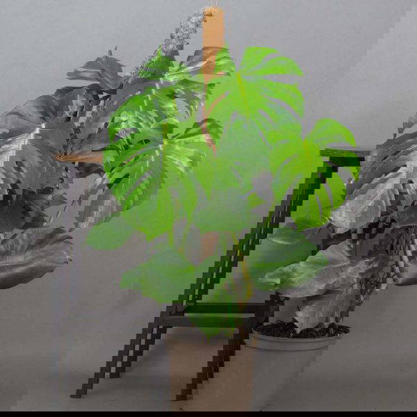 Monstera Deliciosa 1 metre moss pole 7.5L pot Opperman Plants Ltd