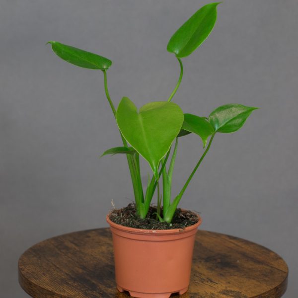 Monstera Deliciosa 10.5cm pot