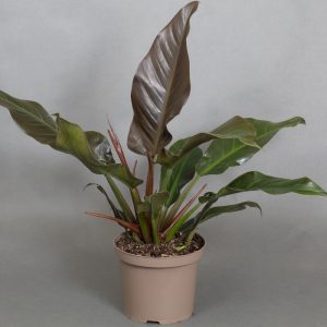 Philodendron Autumn Falls 4L pot