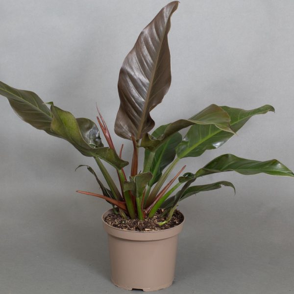 Philodendron Autumn Falls 4L pot