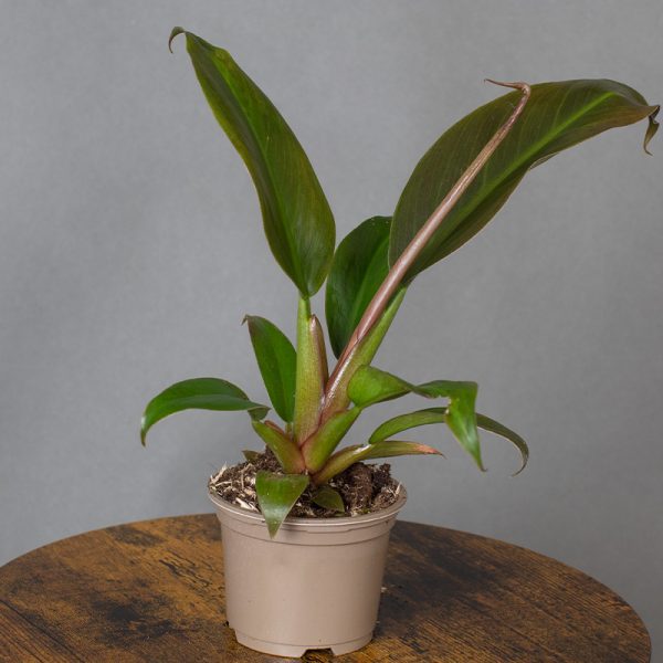 Philodendron Autumn Falls 9cm pot