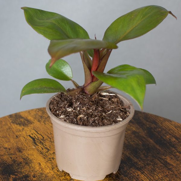 Philodendron Black Cardinal 9cm pot