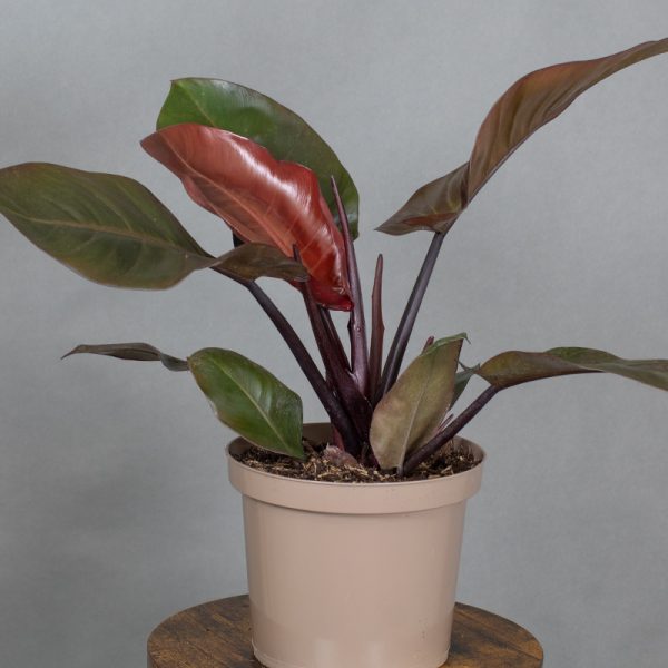 Philodendron Black Cardinal 4L pot
