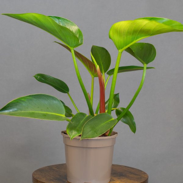 Philodendron Green Princess 15cm pot