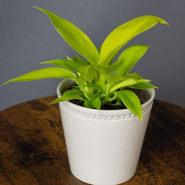 Philodendron Moonshine 9cm pot