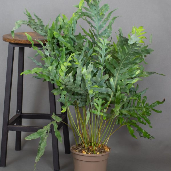 Phlebodium 4L pot