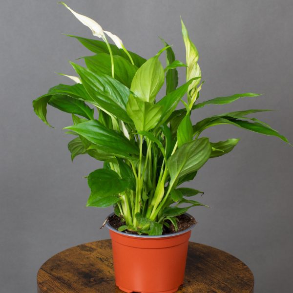 Spathiphyllum 13cm pot