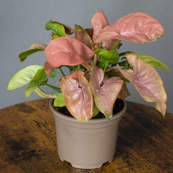 Syngonium Infra Red 9cm pot