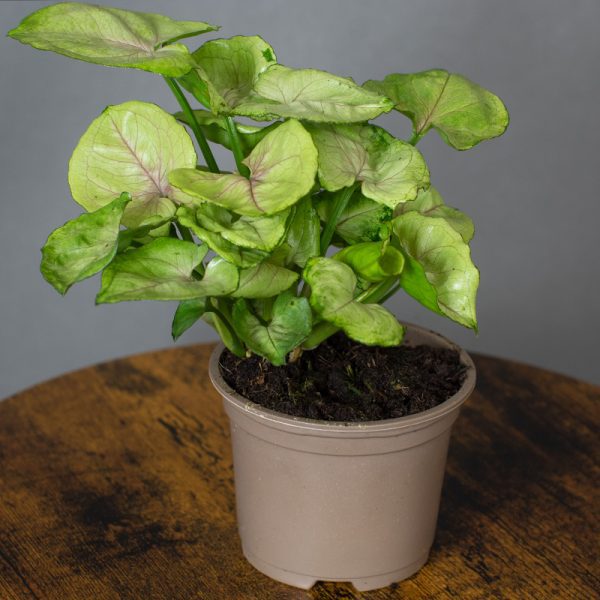 Syngonium Tropicana Red 9cm pot