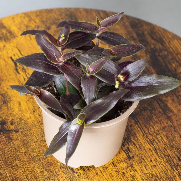 Tradescantia Gibasis Jose Puig 9cm pot