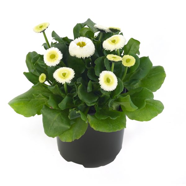 Bellis White 10.5cm pot