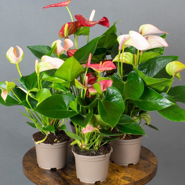 Anthurium Mix 9cm