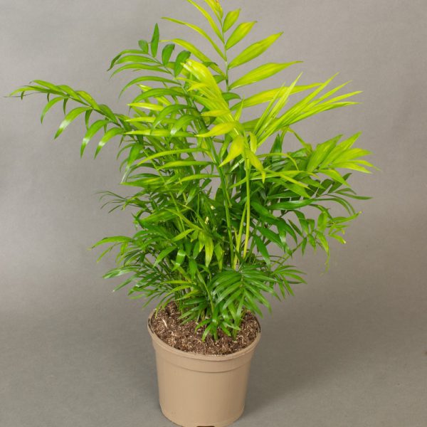 Chamaedorrea 15cm pot