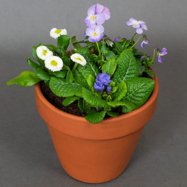 Spring Bill & Ben Pot