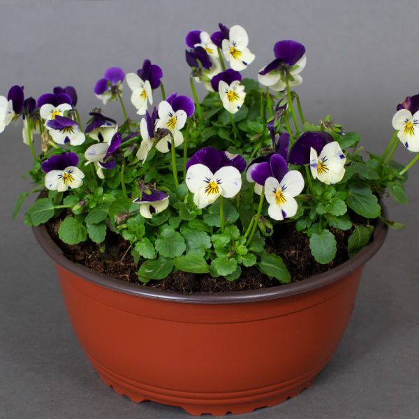 Viola Bowl