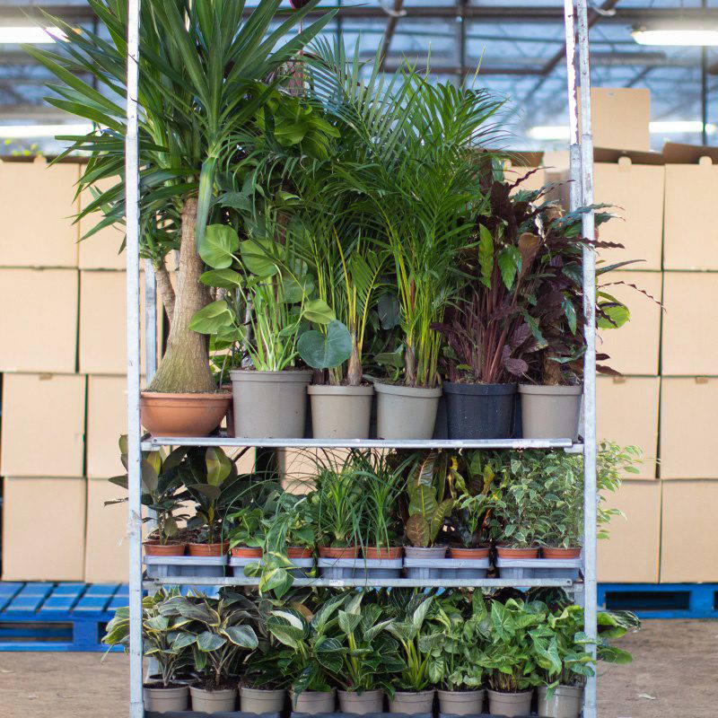 PROMO Growers Choice Trolley Mix - 10% OFF. WAS £507.45 NOW £456.70