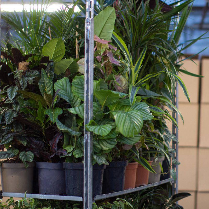 PROMO Growers Choice Trolley Mix - 10% OFF. WAS £507.45 NOW £456.70 - Image 2